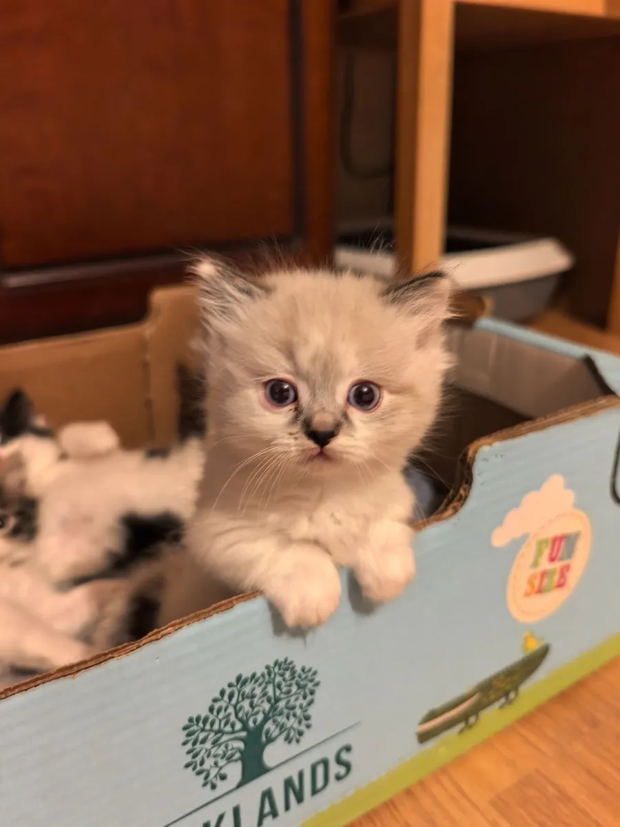 Kittens Ragdoll Mix   [Sold pending collection} - Image 2