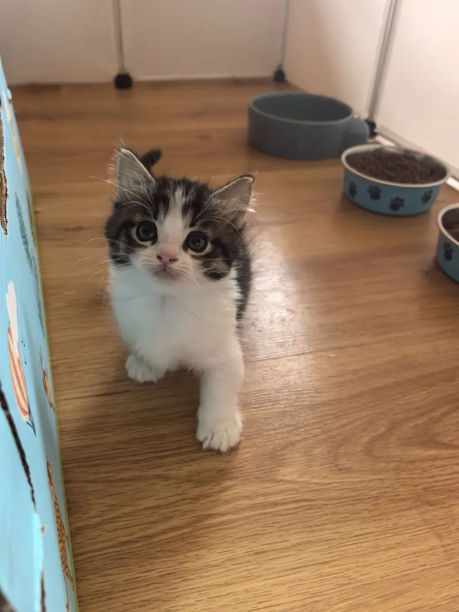 Kittens Ragdoll Mix   [Sold pending collection} - Image 3