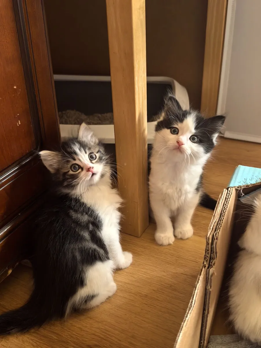 Kittens Ragdoll Mix   [Sold pending collection} - Image 4