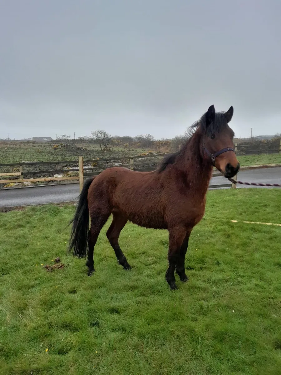 Beautiful bay gelding for sale