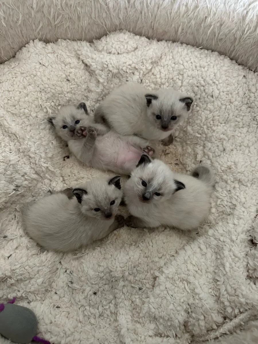Purebred Siamese Kittens - Image 1