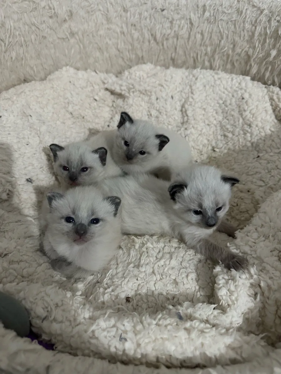 Purebred Siamese Kittens - Image 2