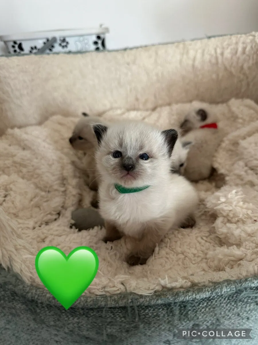 Purebred Siamese Kittens - Image 3