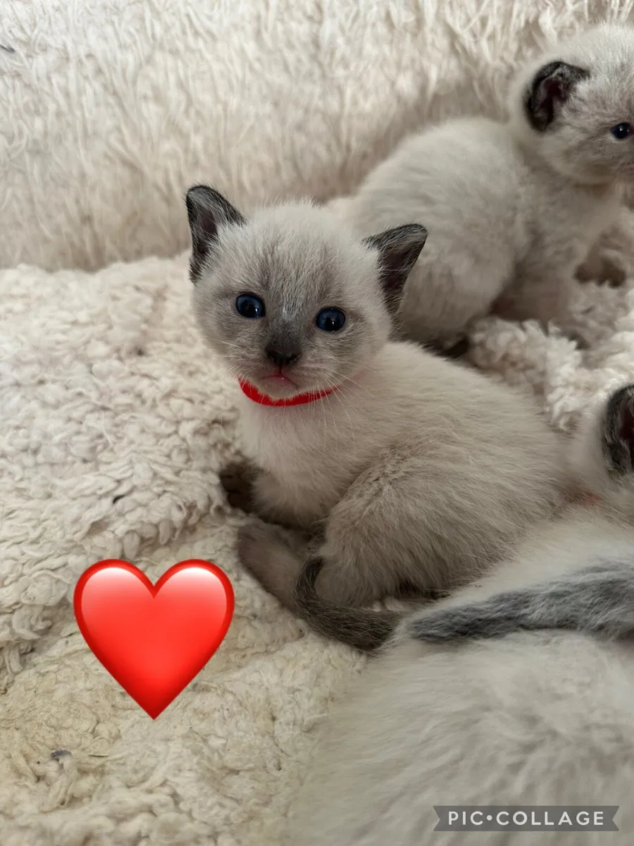 Purebred Siamese Kittens - Image 4
