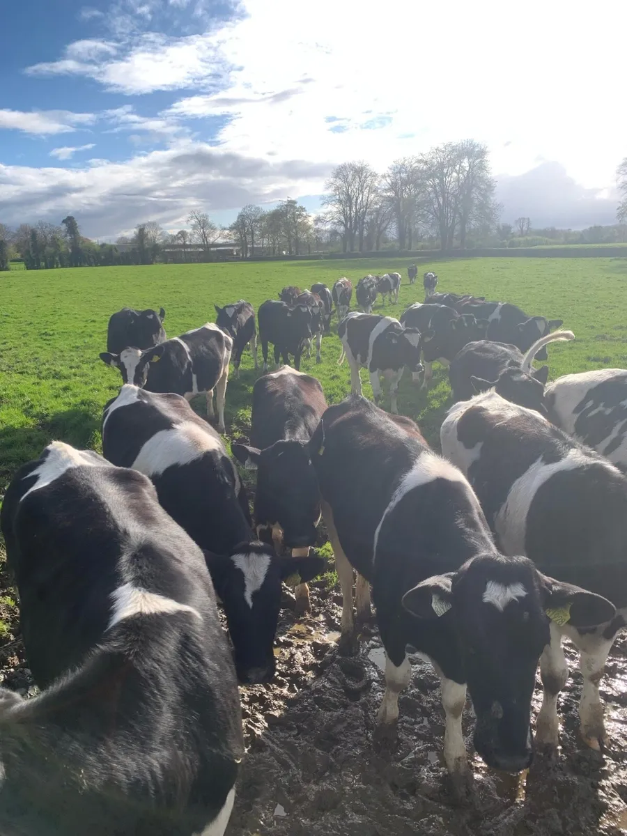 Bulling heifers - Image 1