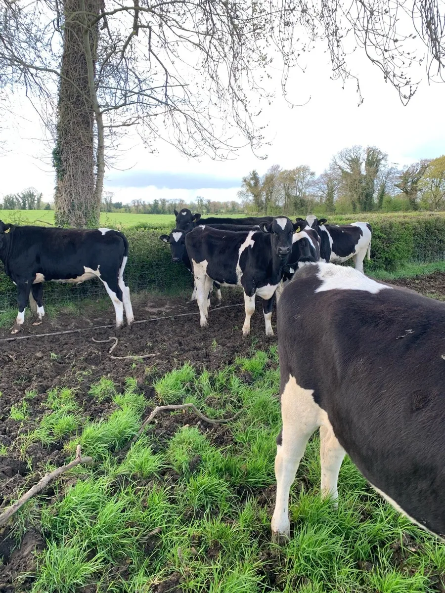 Bulling heifers - Image 2