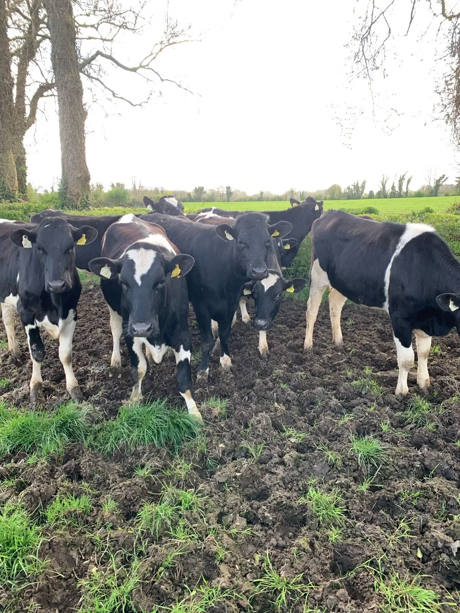 Bulling heifers - Image 3