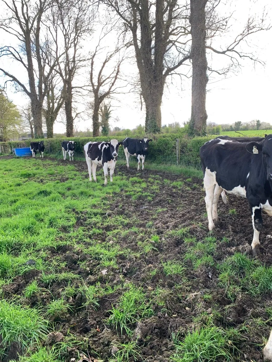 Bulling heifers - Image 4