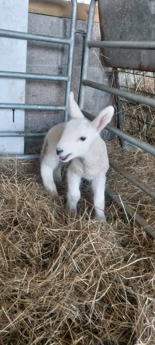 PBNR north country ewe lamb - Image 1
