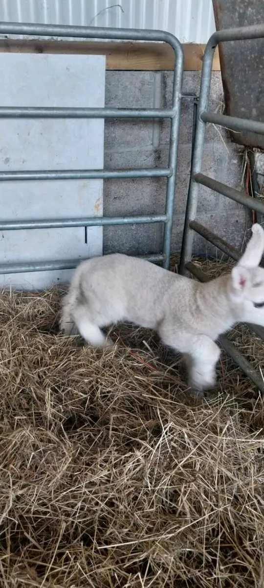 PBNR north country ewe lamb - Image 2