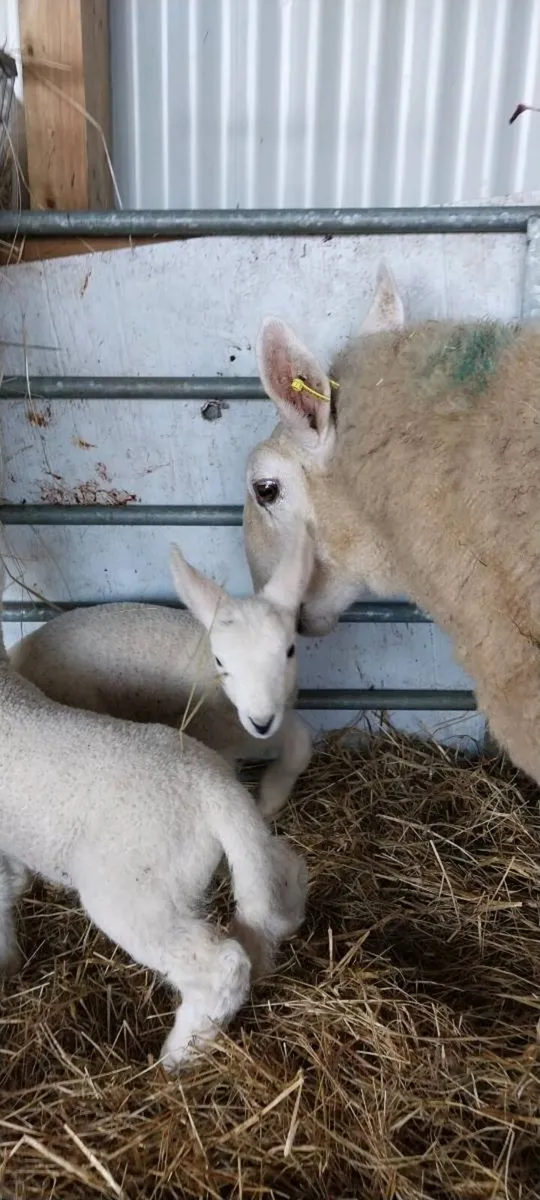 PBNR north country ewe lamb - Image 3