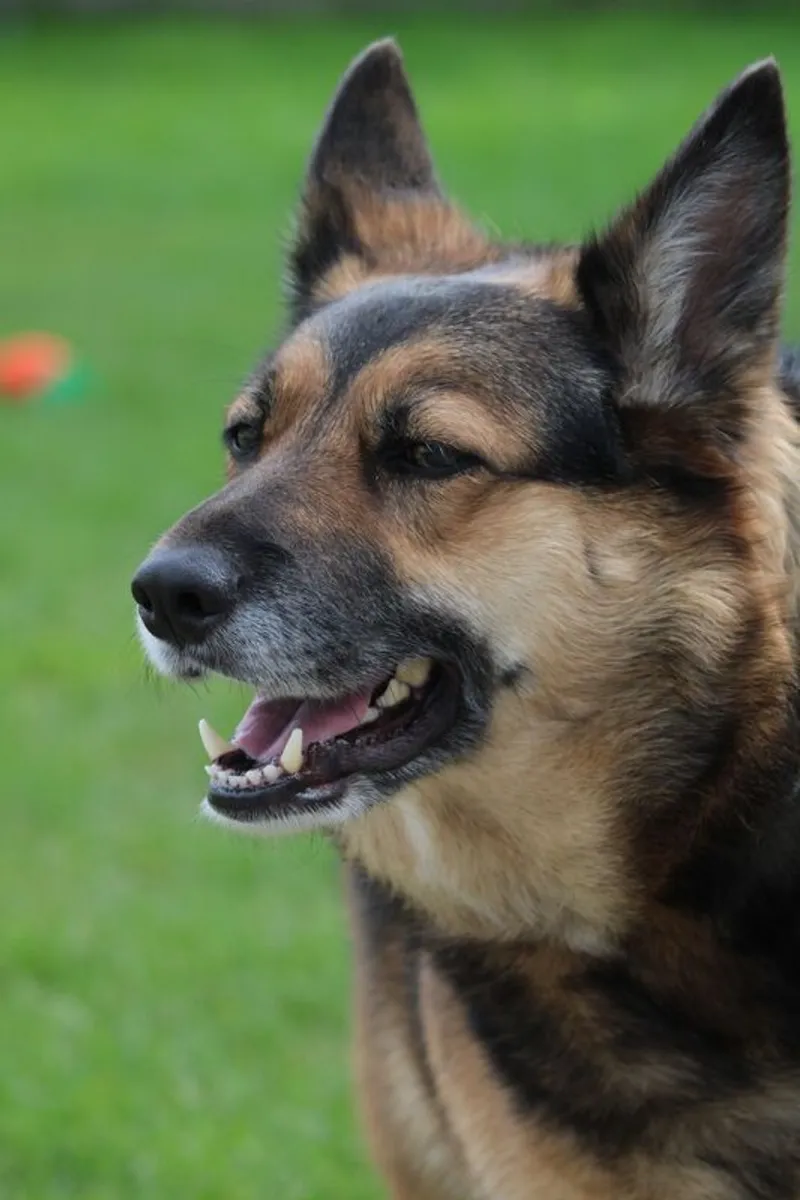 Canon Eos 2000d - Image 4