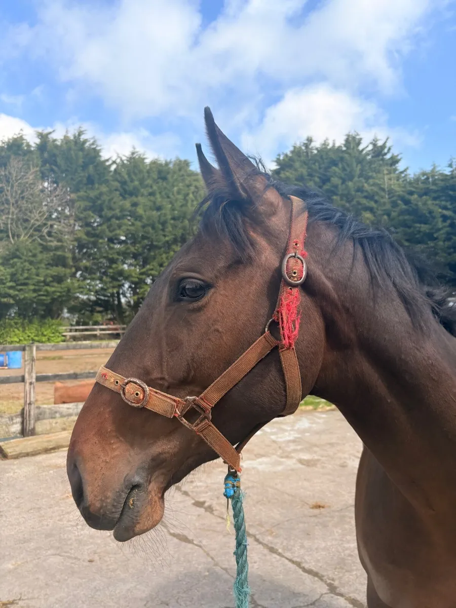 4yo horse - Image 2