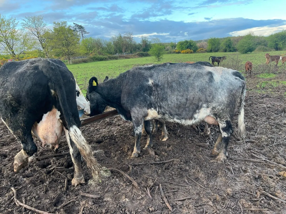 Cow & calf - Image 4