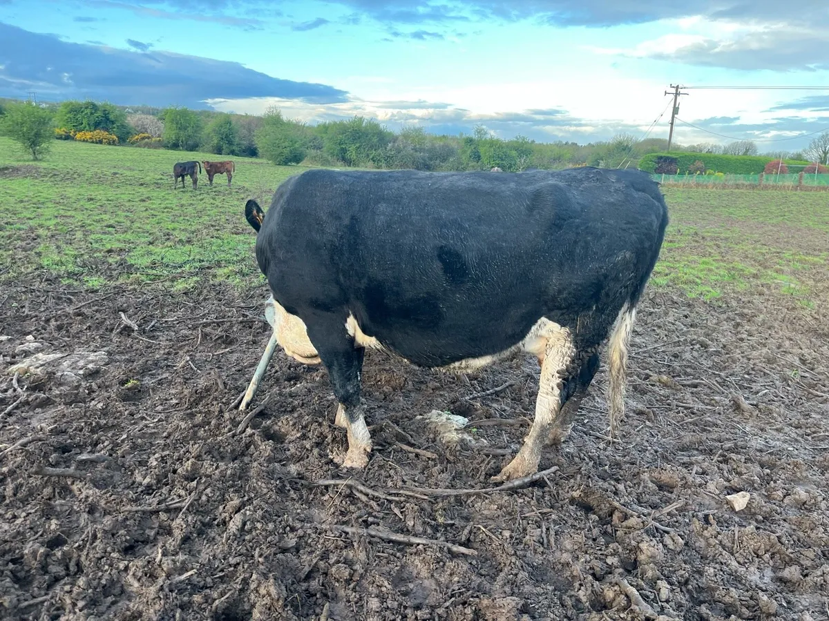 Cow & calf - Image 2