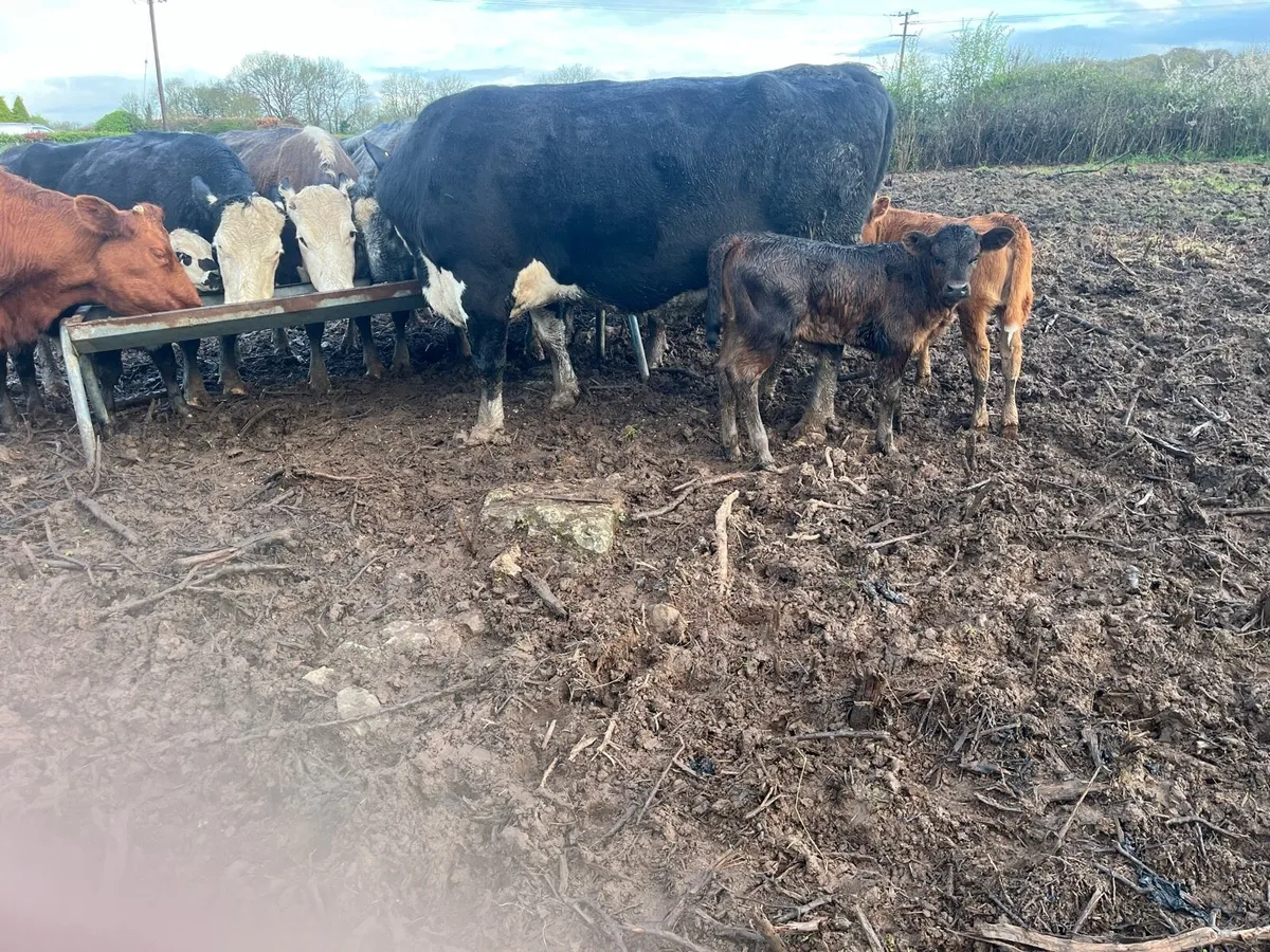 Cow & calf - Image 3