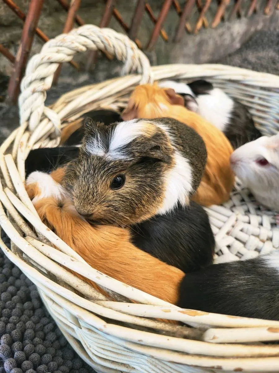 Super cute Guinea Pig Babies 😍 - Image 2