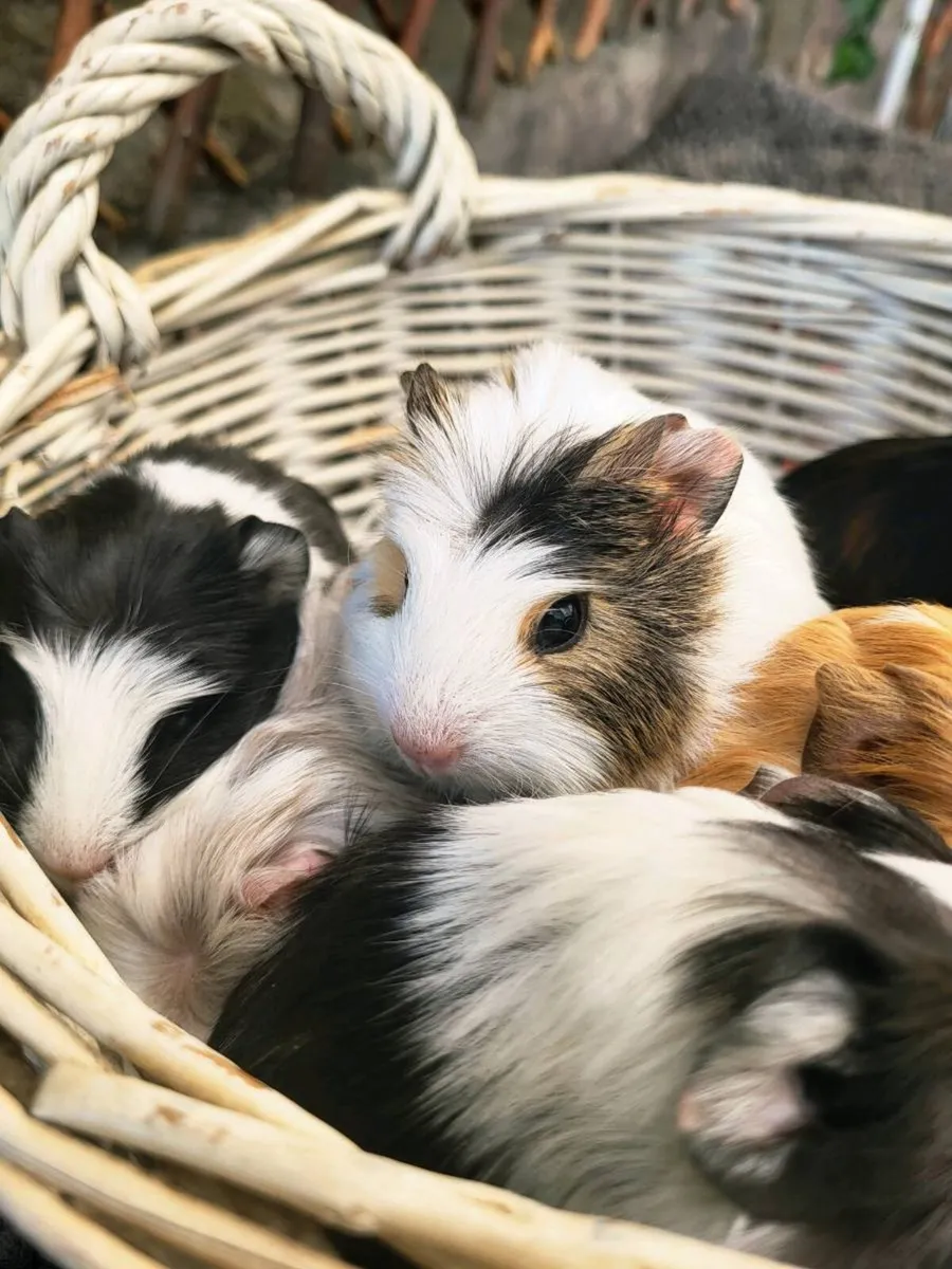 Super cute Guinea Pig Babies 😍 - Image 1