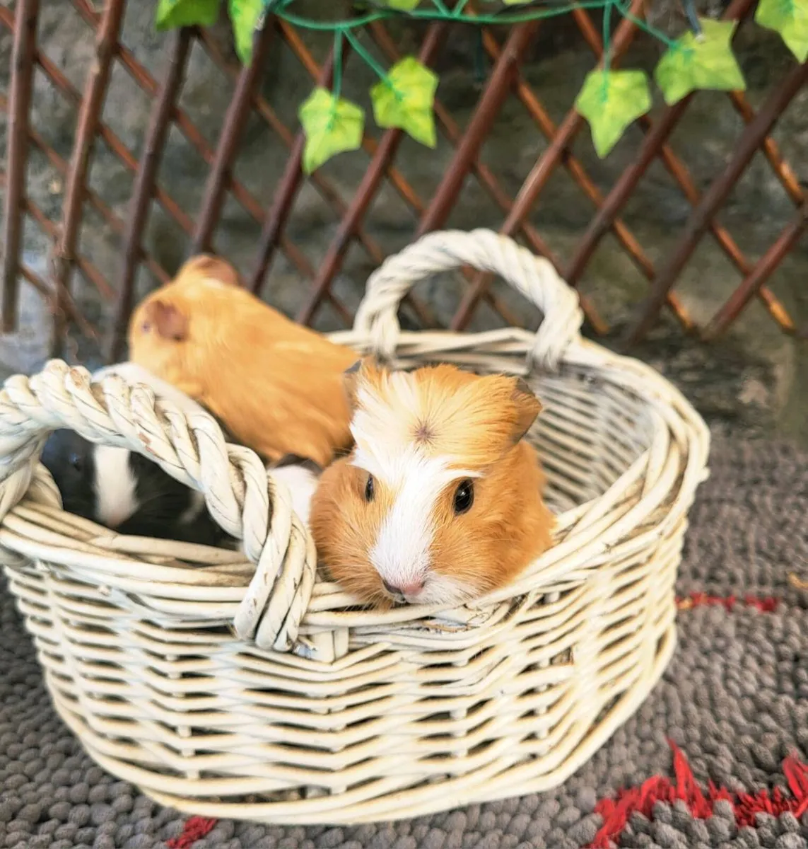 Super cute Guinea Pig Babies 😍 - Image 3
