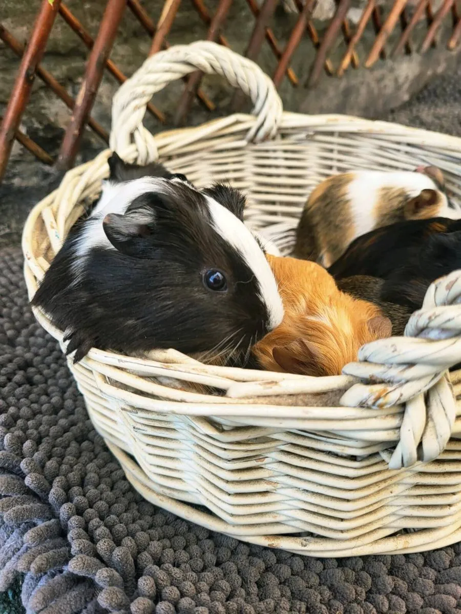 Super cute Guinea Pig Babies 😍 - Image 4