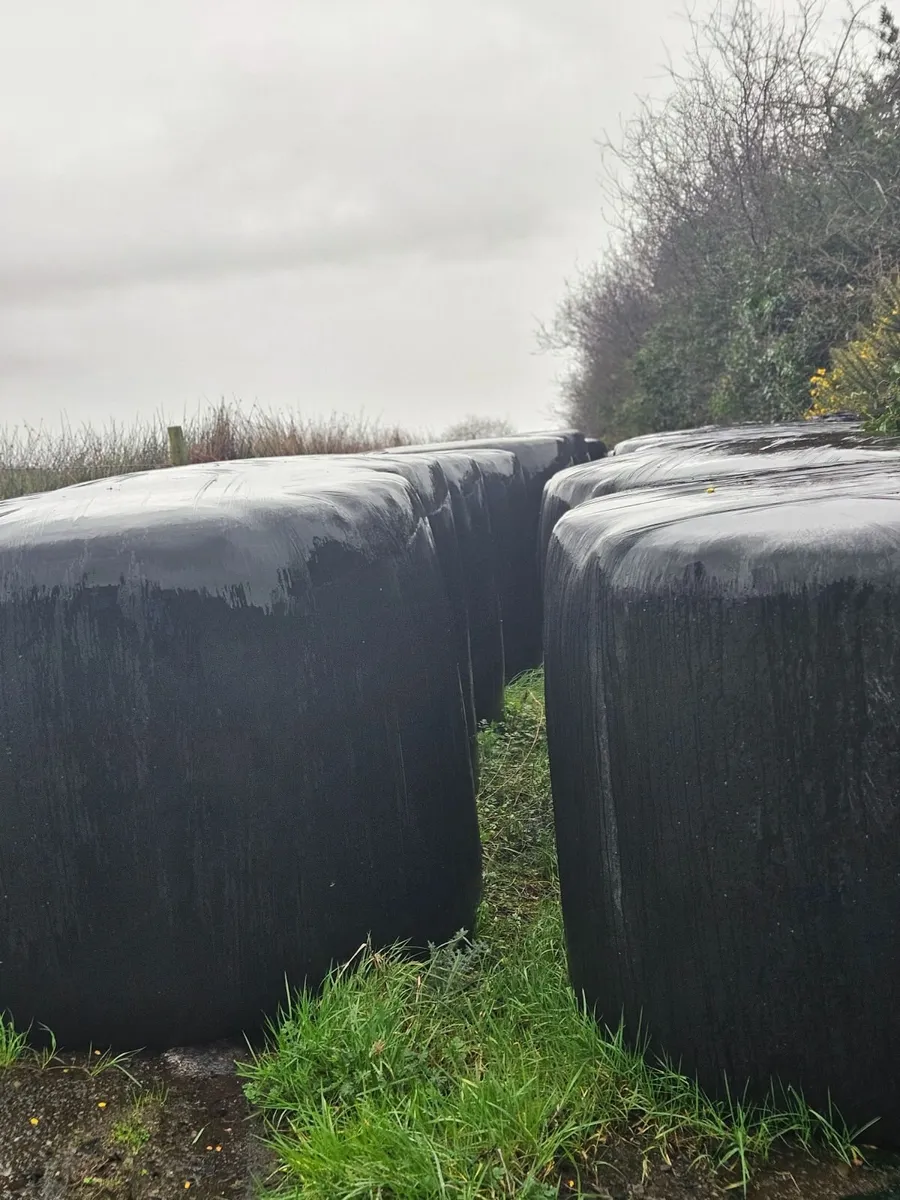 ROULD BALES OF LAST YEARS SILAGE