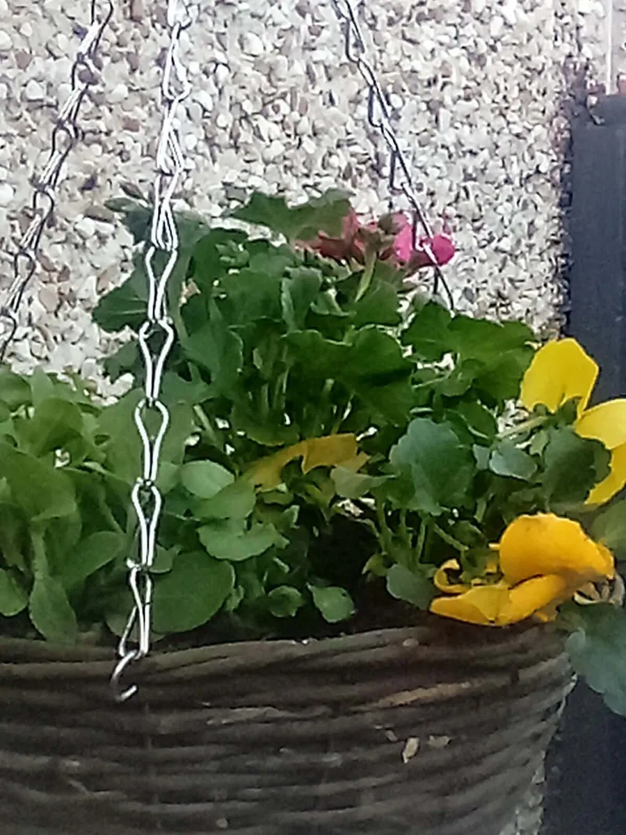 Garden ornaments  summer hanging baskets - Image 1