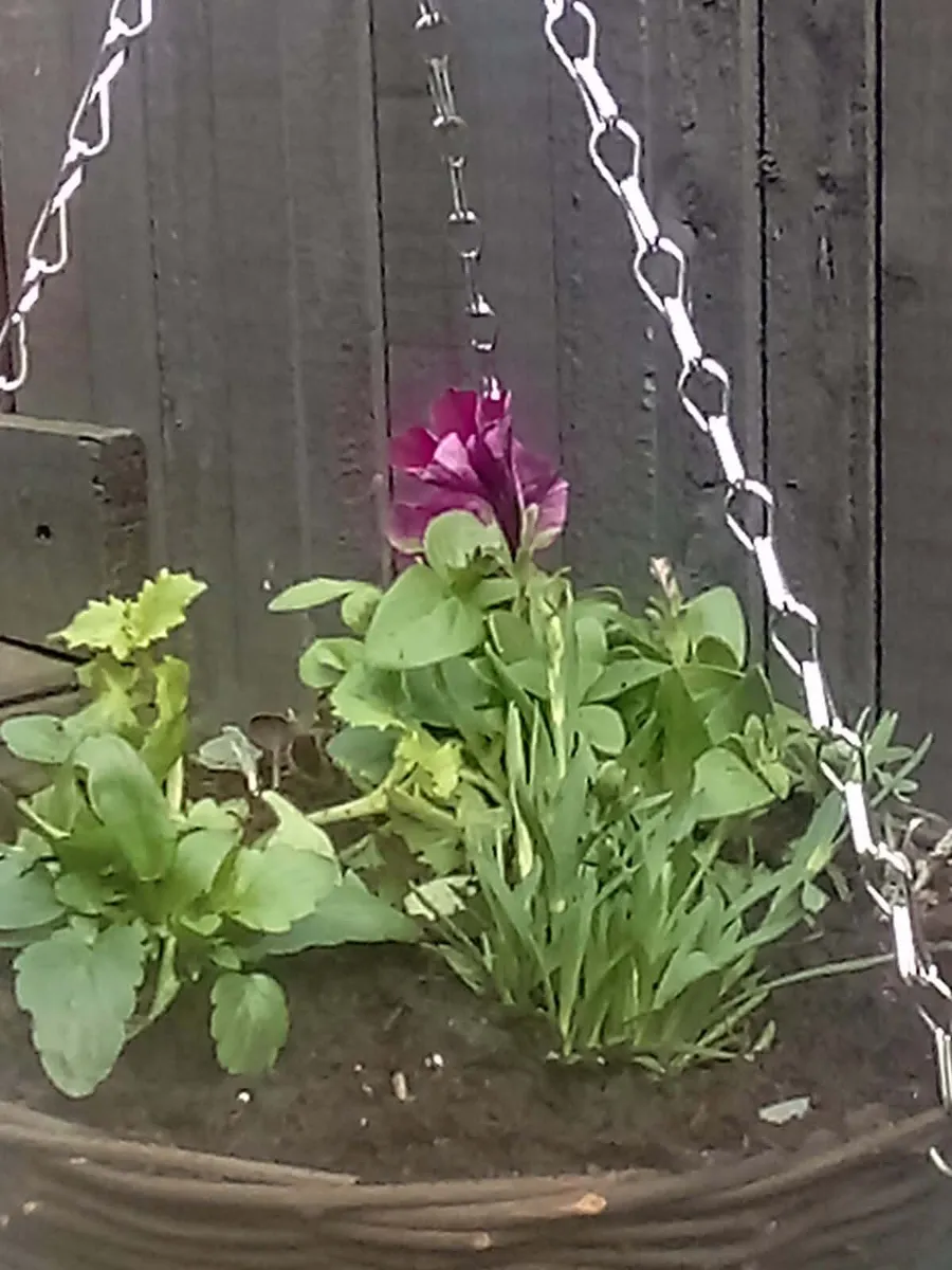 Garden ornaments  summer hanging baskets - Image 2