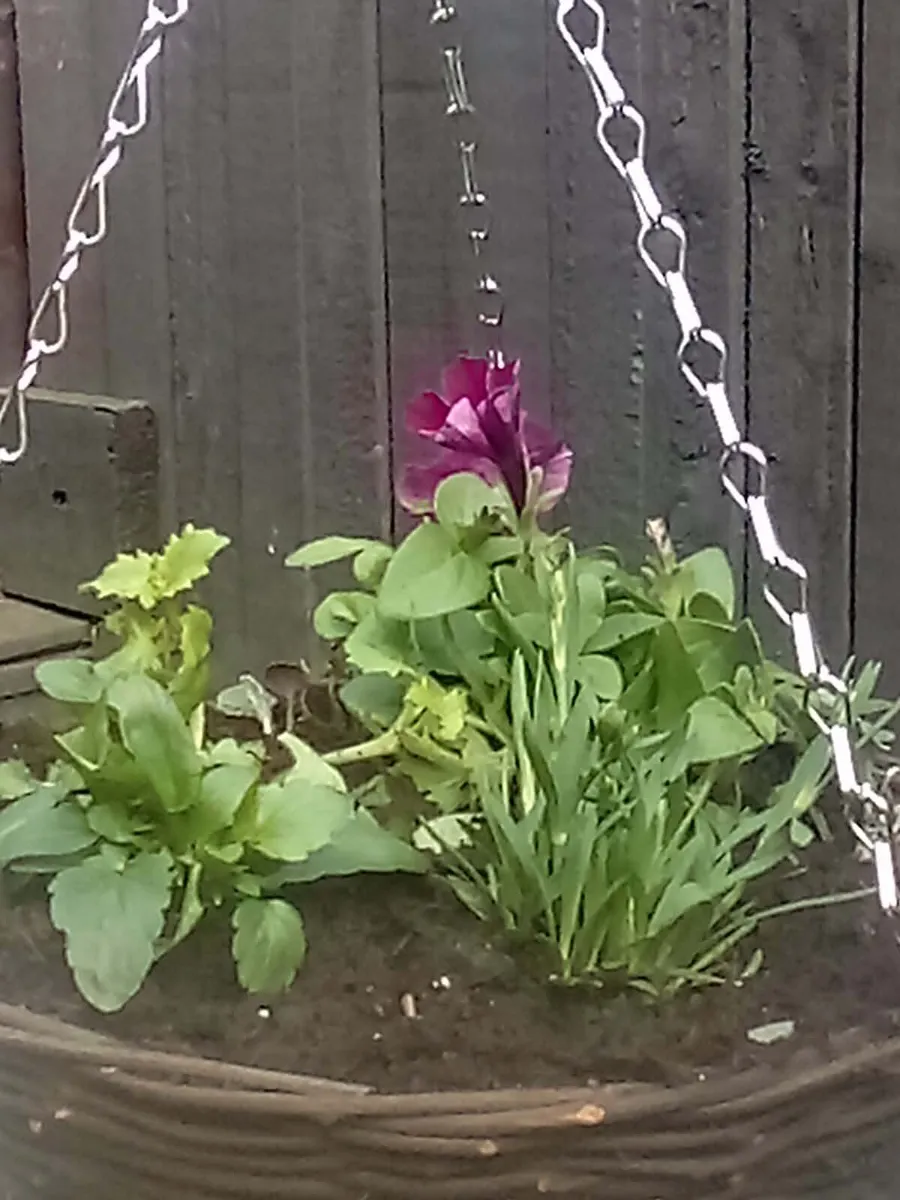 Garden ornaments  summer hanging baskets - Image 3