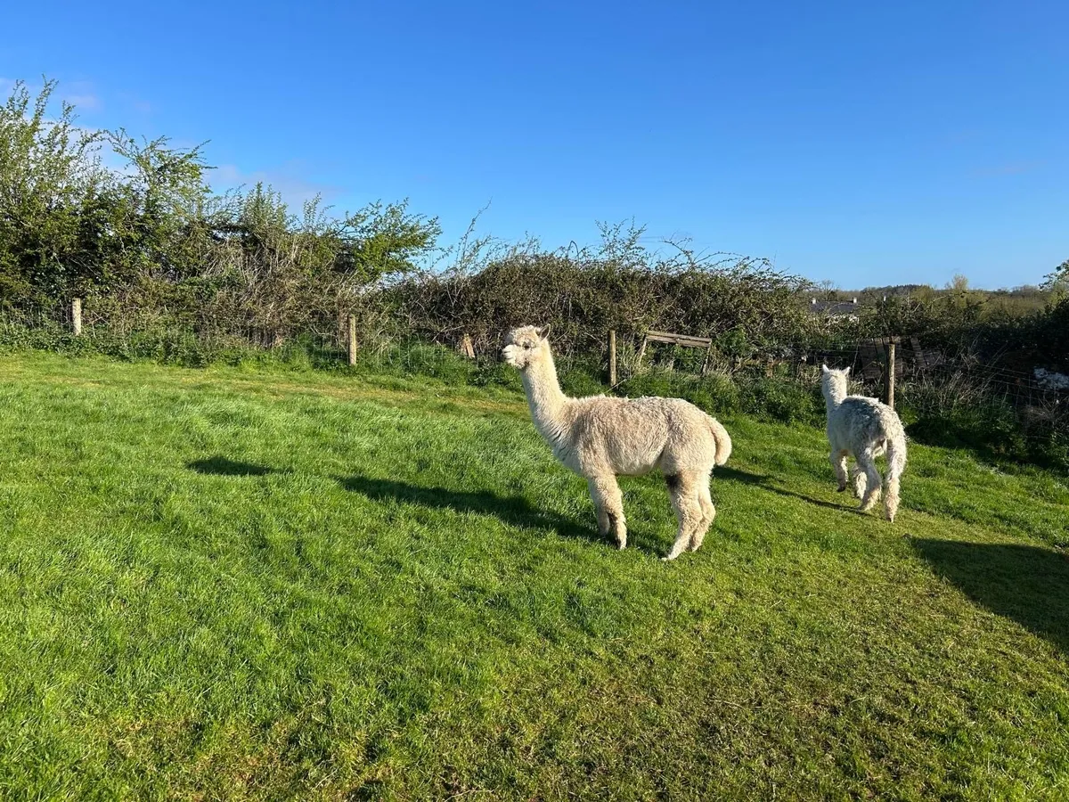 Alpacas - Image 4