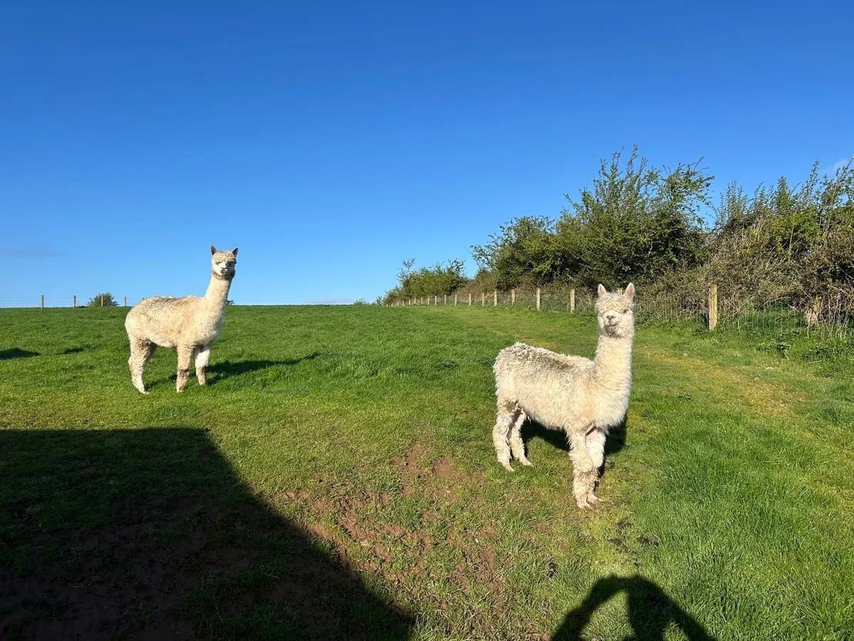Alpacas - Image 1