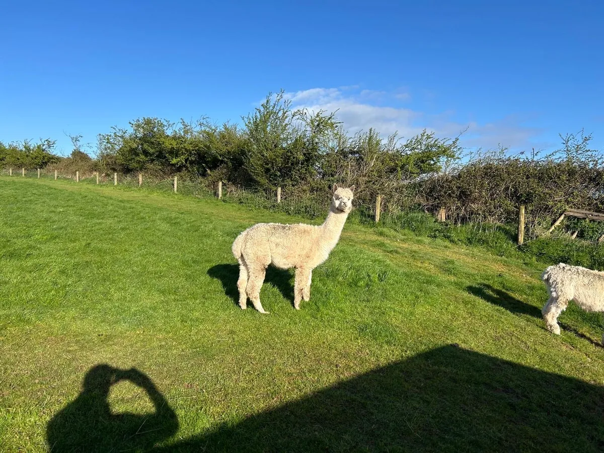 Alpacas - Image 3