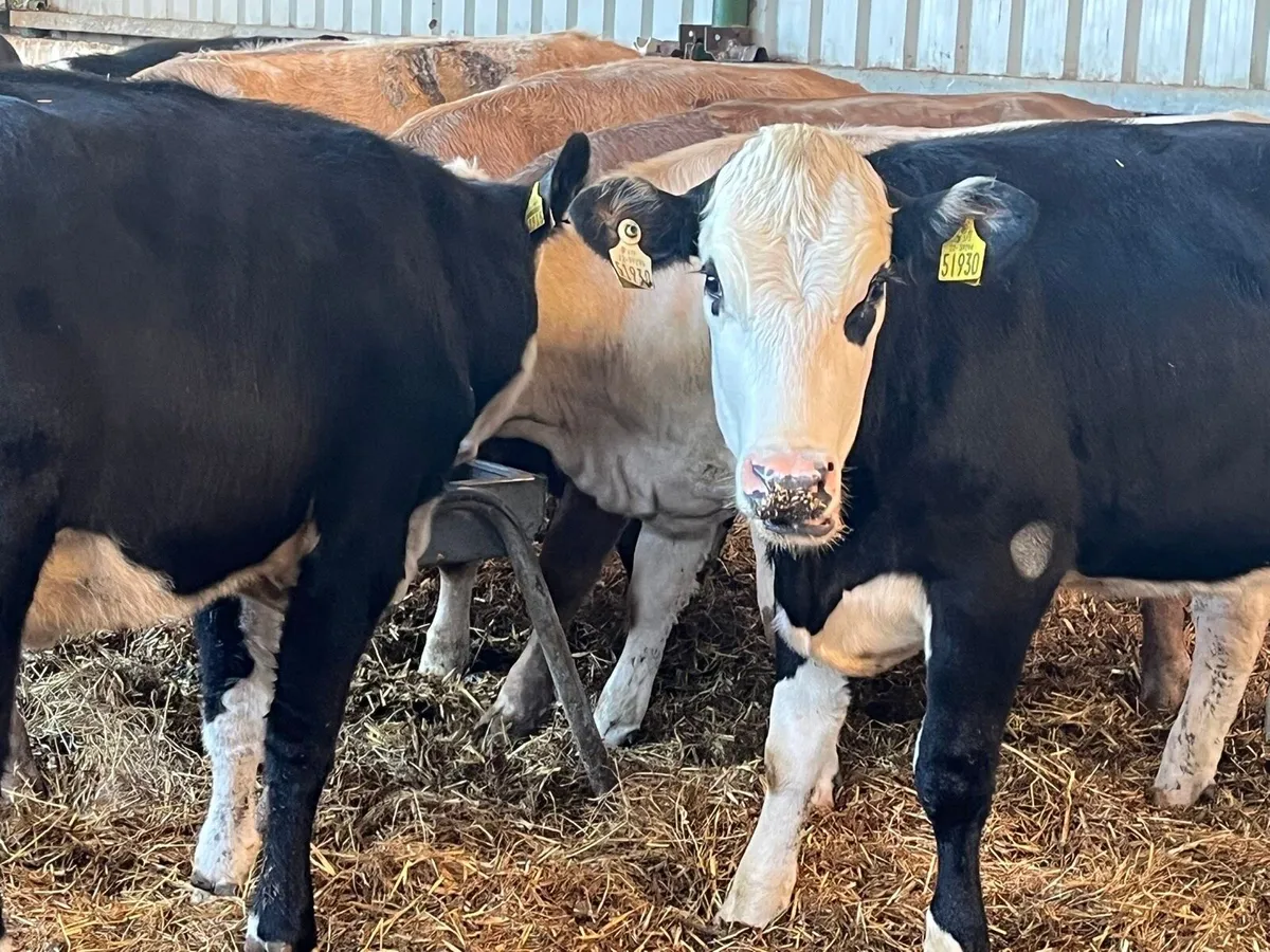 Store Heifers - Image 1