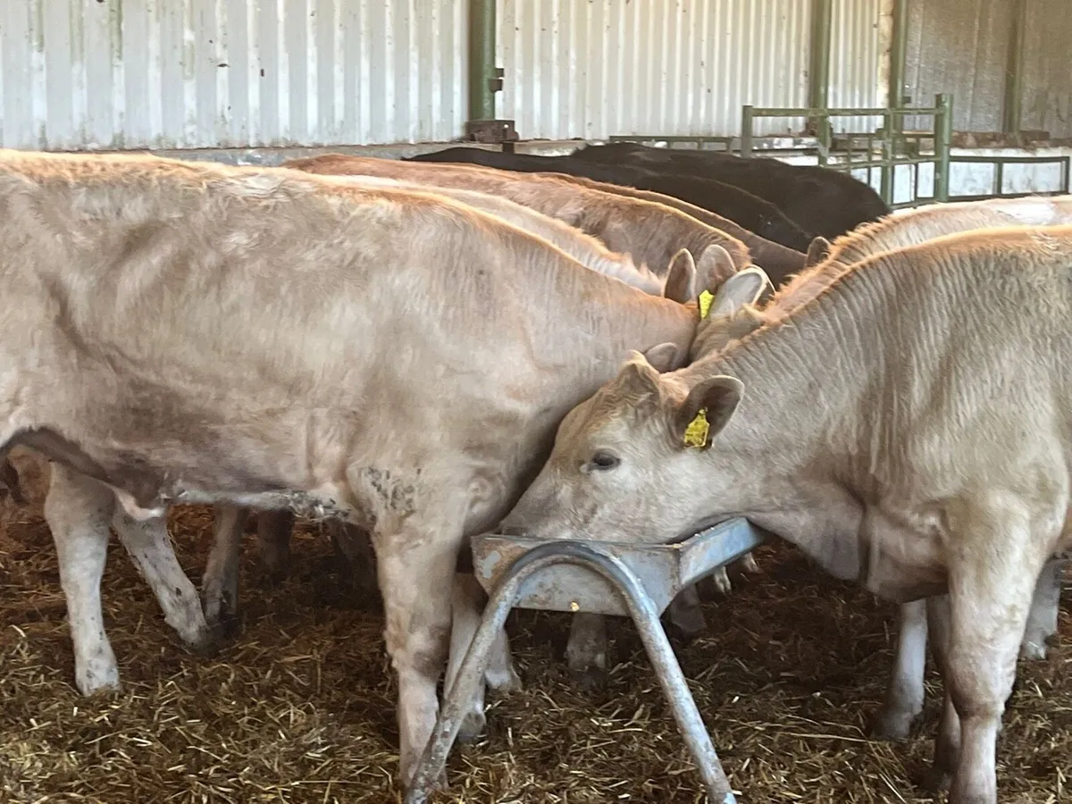 Store Heifers - Image 2