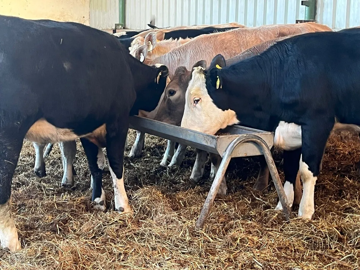 Store Heifers - Image 3