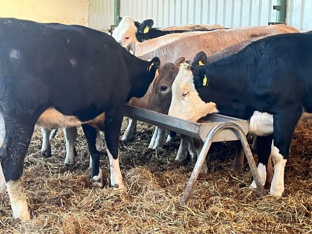 Store Heifers - Image 4