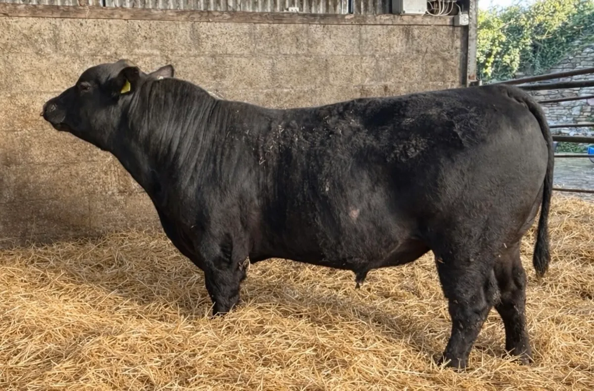 Pedigree Angus Bull - Image 1