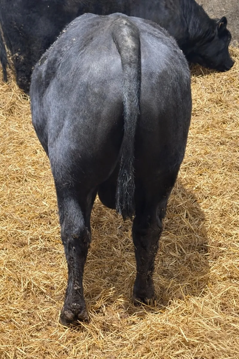 Pedigree Angus Bull - Image 2