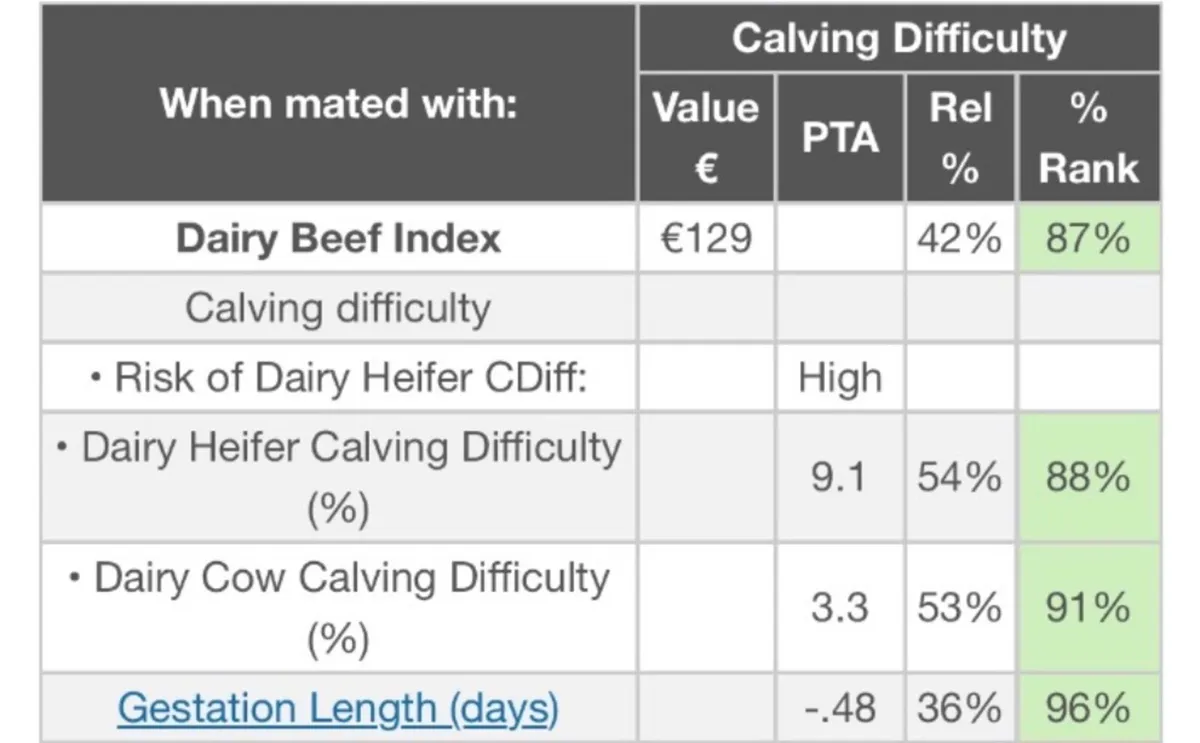 Pedigree Angus Bull - Image 3