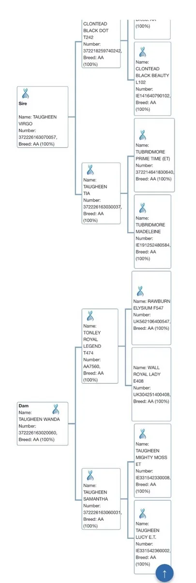 Pedigree Angus Bull - Image 4