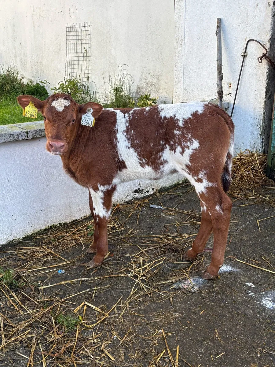 🔥🔥Elite Roan Heifer calf 🔥🔥 - Image 3