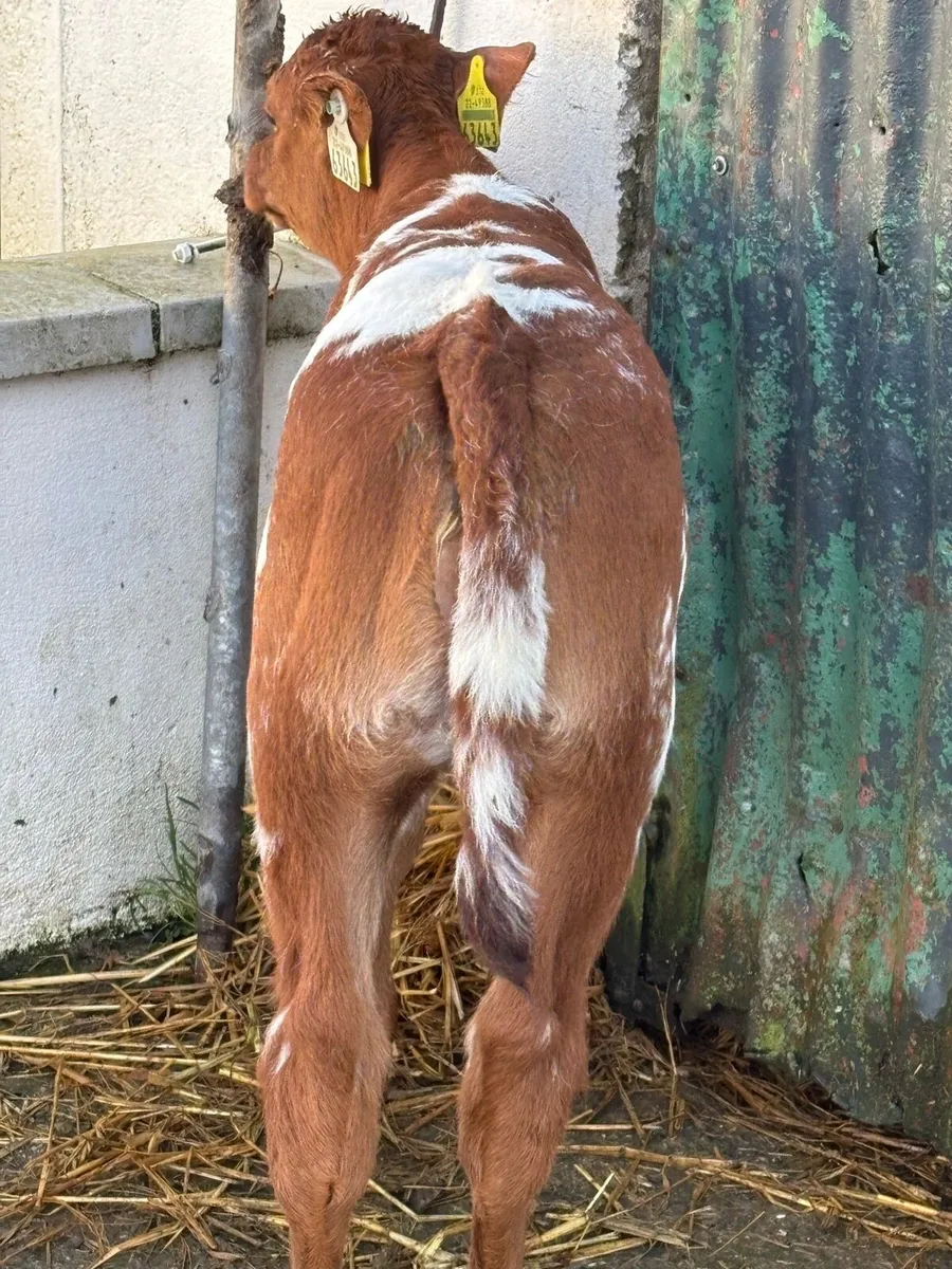 🔥🔥Elite Roan Heifer calf 🔥🔥 - Image 2