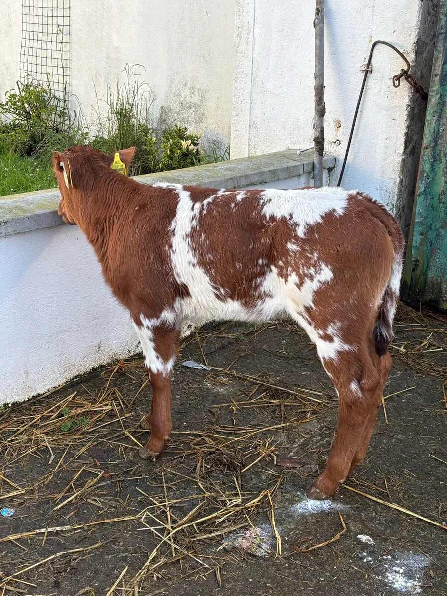 🔥🔥Elite Roan Heifer calf 🔥🔥 - Image 4