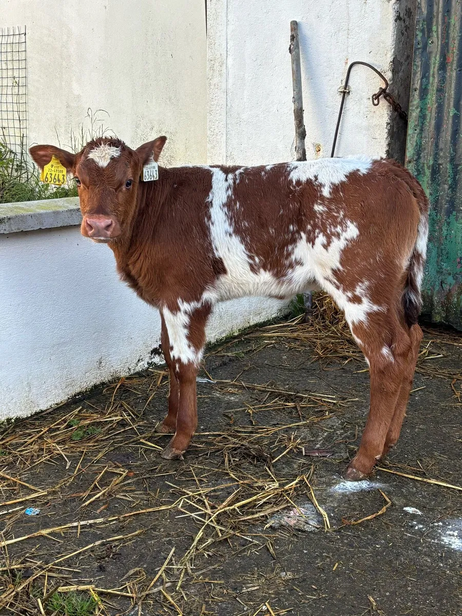 🔥🔥Elite Roan Heifer calf 🔥🔥 - Image 1