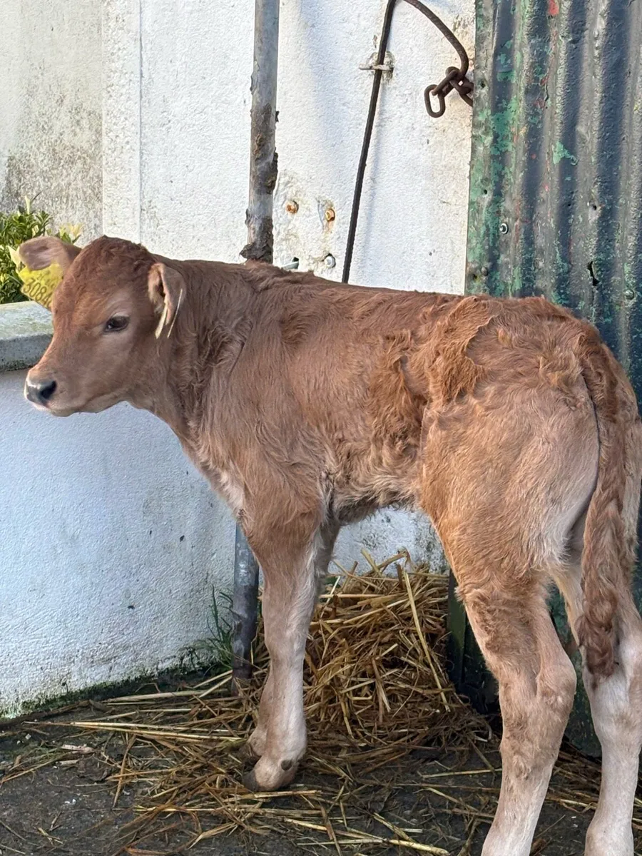 ❌E-GRADE HYBRID BULL CALF❌ - Image 3