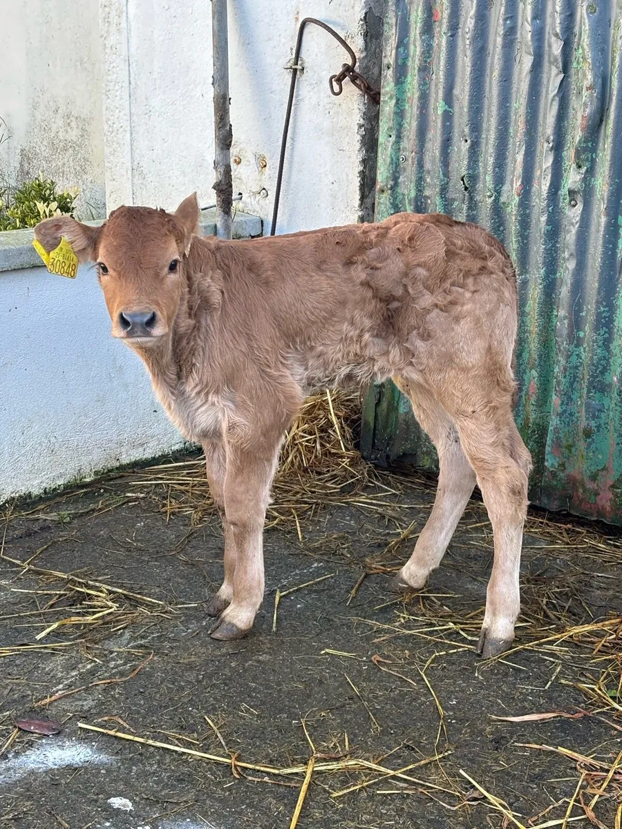 ❌E-GRADE HYBRID BULL CALF❌ - Image 4