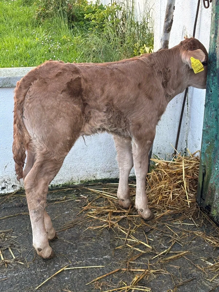 ❌E-GRADE HYBRID BULL CALF❌ - Image 1
