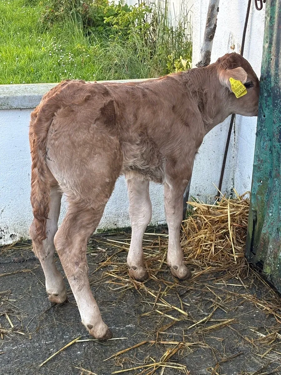 ❌E-GRADE HYBRID BULL CALF❌ - Image 2