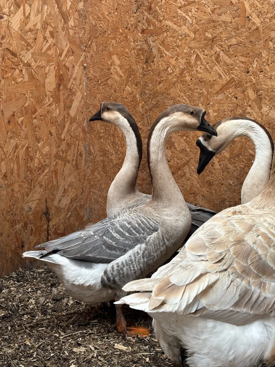 Brown Chinese goose - Image 1
