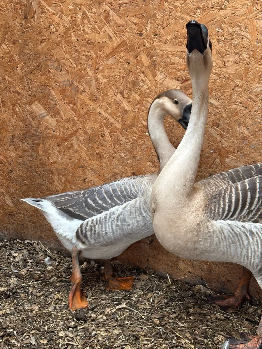 Brown Chinese goose - Image 2