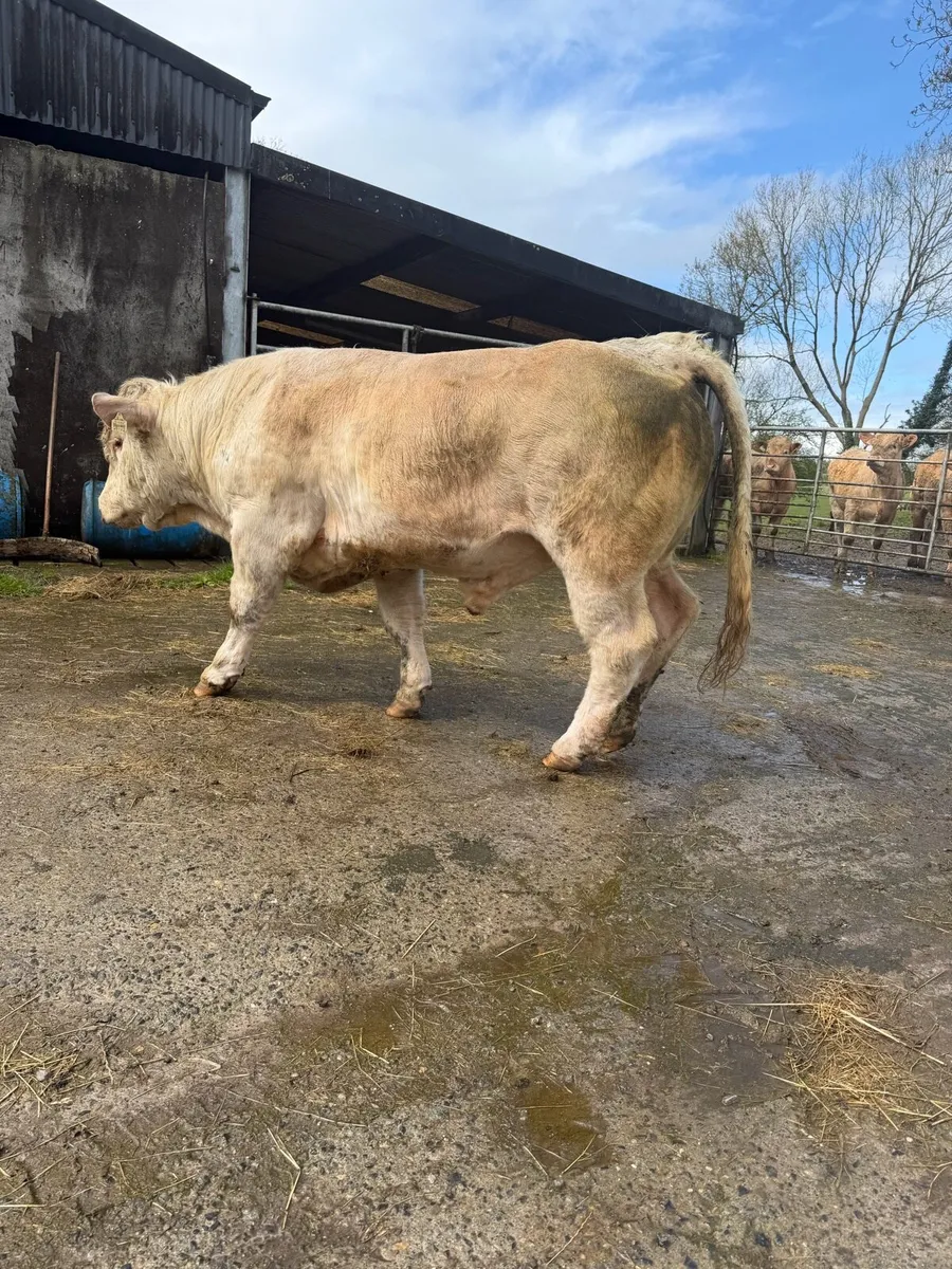 5* Easy calving PB CH bull - Image 1